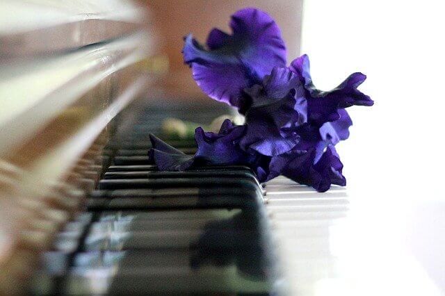 ピアノ鍵盤にパープルの花