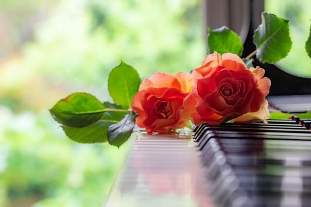 ピアノの鍵盤の上に赤い花写真
